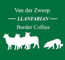Llanfarian Border Collie Events
