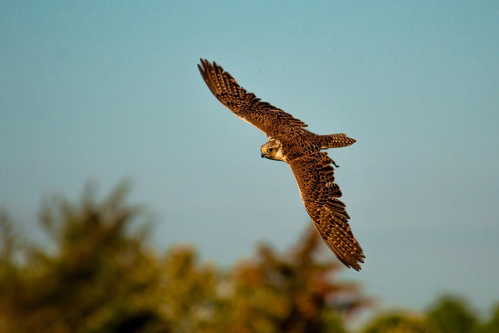 Roofvogel workshop & show llanfarian