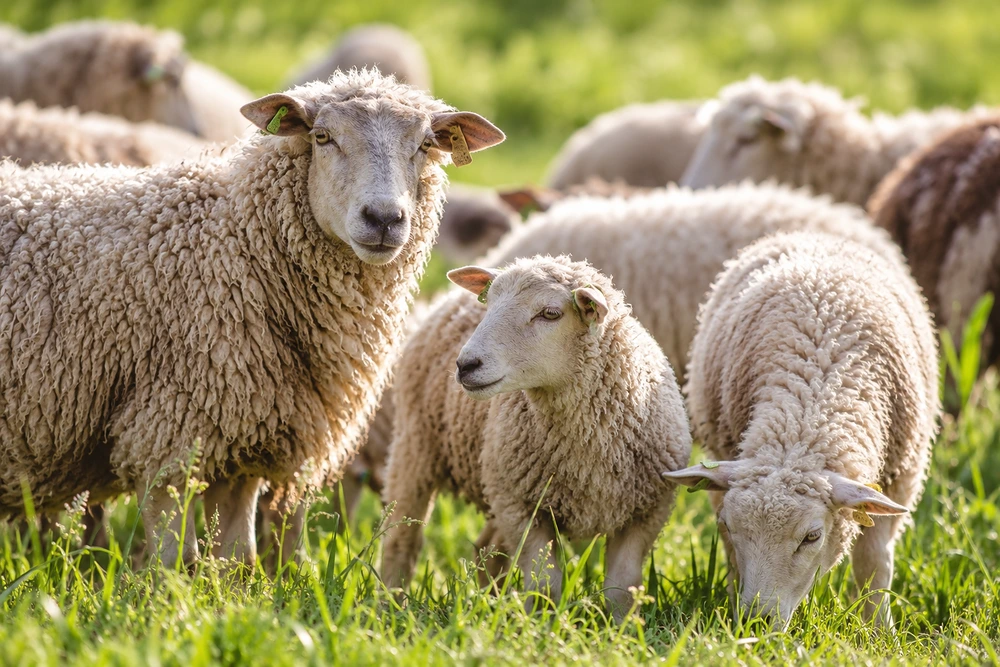 Rustige schapen in een zonnige weide
