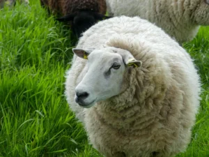 Schaap